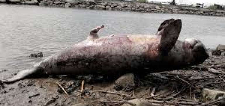 Keberadaannya Terus Terancam, Seekor Ikan Dugong Ditemukan Tewas Di Pulau Rupat